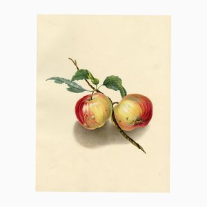 Louisa Hare, A Pair of English Apples, 1832, Watercolour