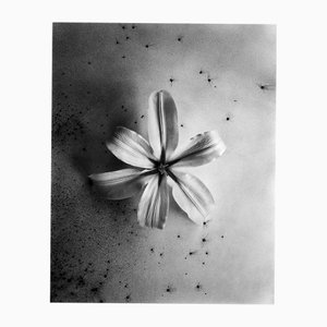 Ugne Pouwell, Lily at First Light, 2025, Botanical Photography, Edition 10