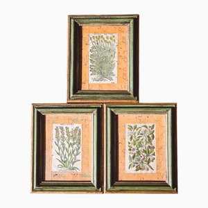 Botanical Paintings with Engravings, Paper, Framed, Set of 3