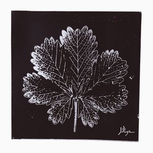Botanical Metal Wall Art Print by J Page, 1970s