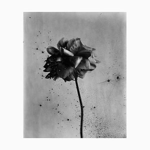 Ugne Pouwell, Comfortably Dark, 2025, Photography, Edition 5