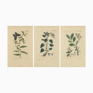 Nicolaas Meerburgh, IV, V, and VI from Afbeeldingen van Zeldzaame Gewassen, 1775, Paper, Set of 3