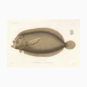 Marquises Turbot, Hand-Colored Lithograph, 1845