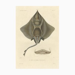 Arctic Skate oder Gaimards Ray, Handkolorierte Lithographie, 1840er-1850er