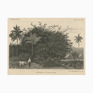 Van Kesteren, Print of Koebang Tree with Kalongs, 1887, Paper