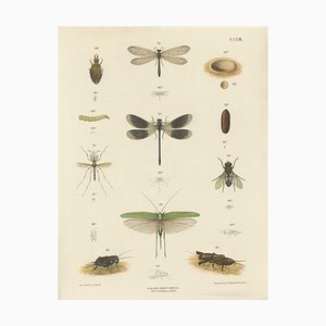 Large Antique Entomology Poster of Dragonflies, Crickets and Flies by M. Frohlich-Schlereth and Bannwarth, 1880s
