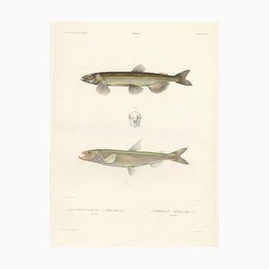 Blanchard, Capelin and the European Smelt, 1845, Hand-Colored Lithograph