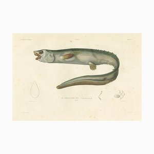 Deep-Sea Spiny Eel, 1845, Paper