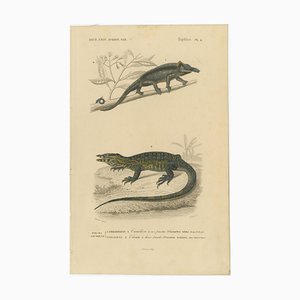 Camaleonte con le corna nasali e monitor fasciato, 1850, carta