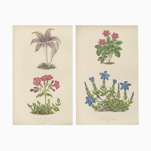 Arctic Bramble and Spring Gentian, 1874, Paper, Set of 2
