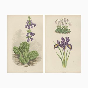 Iris and Pyrenean Dead-Nettle, 1874, Paper, Set of 2