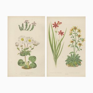 Bell, Alpine Botanical Illustrations of Anomatheca and Saxifrage, 1874, Lithographies, Set de 2