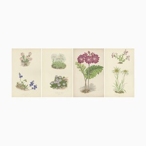 George Bell and Sons, Botanical Quartet: Micomeria, Edelweiss, Primula, and Arabis, 1874, Lithographs, Set of 4
