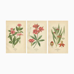 Botanical Prints, 1897, Paper, Set of 3
