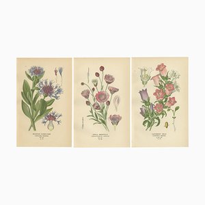 Cornflower and Immortelle and Canterbury Bells, 1897, Paper, Set of 3