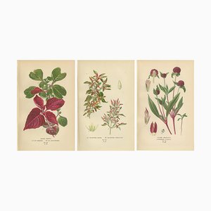 Feuille de Sang, Joyweed et Globe Amaranth, 1897, Papier, Set de 3