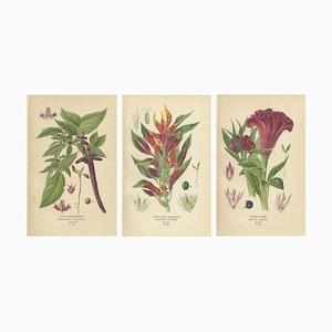 Estampes Love-Lies-Bleeding, Amarante Panachée et Cockscombl, 1897, Papier, Set de 3