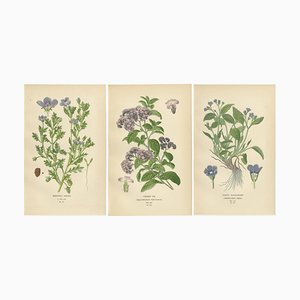 Baby Blue Eyes, Cherry Pie et Blue Eyed Mary, 1897, Papier, Set de 3