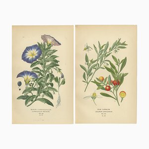 Dwarf Morning Glory and Star Capsicum, 1897, Paper, Set of 2
