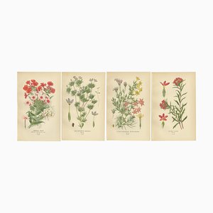 Original Botanical Prints, 1897, Set of 4, Paper