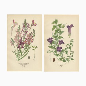 Linaire et Maurandya Barclayana, 1897, Papier, Set de 2