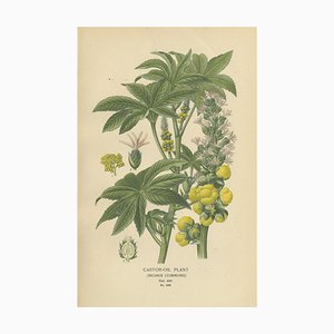 Castor-Oil Plant, 1897, Paper