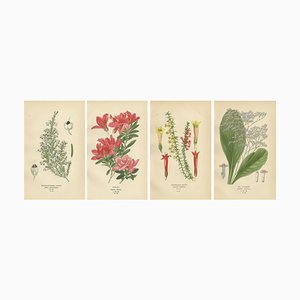 Azalea, Heath Varieties and Sea Lavender, 1897, Carta, set di 4