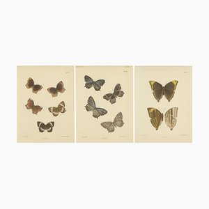 Moore, Butterfly Species, 1878, Lithographies, Set de 3