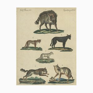 Bertuch, Wild Canines and Hyenas, 1800, Handcolored Engraving
