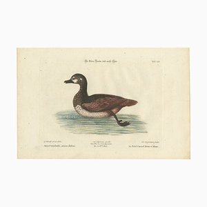 Seligmann, Small Brown and White Duck, 1770, Paper