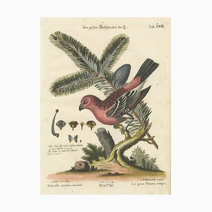 Johann Michael Seligmann, Great Red Finch, 1770, Hand-Colored Engraving