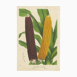 Louis Van Houtte, Roter und Gelber Mais, 1875, Druck