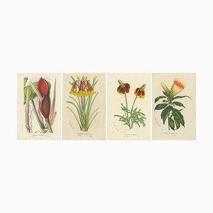 Van Houtte, Flora Illustrated, 1875, Prints, Set of 4