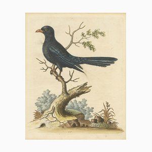 The Black Indian, 1743, Paper