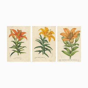 Van Houtte, Botanical Study of Lilium Species from Japan, Hand-Colored Prints, Set of 3