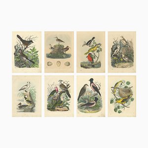 Martinet, Birds, 1800s, Hand-Colored Prints, Set of 8