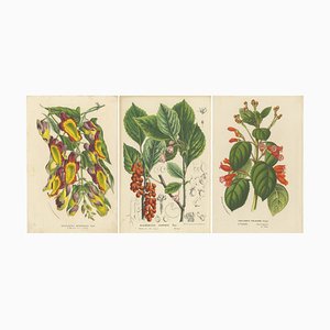 Louis van Houtte, Mysore Trumpetvine, Chinese Teaberry and Colombian Isoloma, Prints, Set of 3