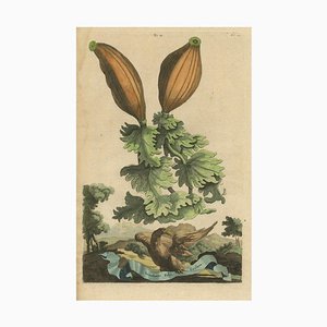 Munting, Illustration de Corossol (Annona Muricata), 1696, Impression