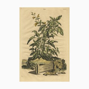 Munting, Botanical Illustration of Yellow Variegated Sage, 1696, Print