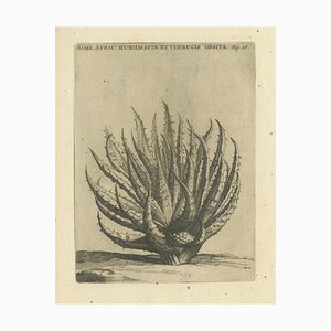 Caspar Commelin, Aloe Afric Humilis, 1706, Gravure