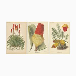 Del. - Delineavi, Botanicals from Revue Horticole: 19th Century Garden Showcase, Print