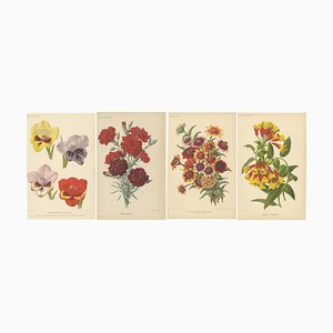 After Godard, Flowers from Revue Horticole, Chromolithographs, Set of 4