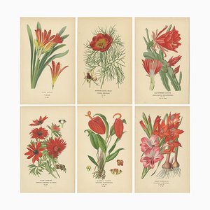 Désiré Bois, Botanical Illustrations, Prints, Set of 6