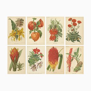 Vintage Botanical Illustrations from Revue Horticole, 1855, Set of 8