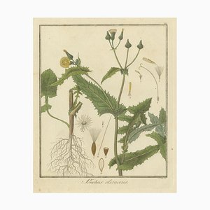 F. Guimpel, Botanical Illustration of Sonchus Oleraceus or Common Sow Thistle, 1822, Print