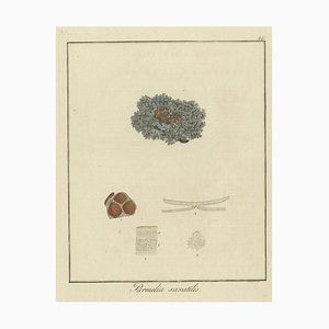 F. Guimpel, Parmelia Saxatilis, 1819, Engraving on Paper
