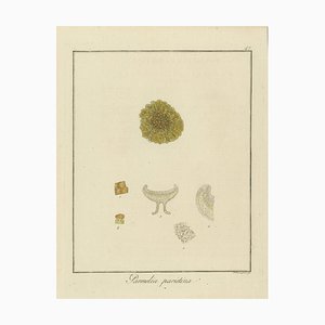 F. Guimpel, Parmelia Parietina, 1819, Paper