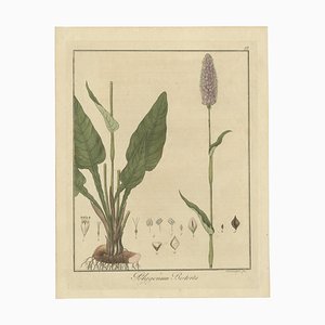 Guimpel, Étude botanique de Persicaria Bistorta ou Bistort Commun, 1822, Imprimer