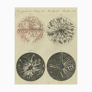 Microscopic Views of Metallic Crystal Trees: Copper, Lead, Pewter and Zinc, 1805, Paper