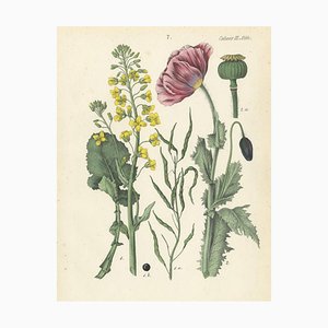 Calwer, Rapeseed and Poppy, 1854, Hand-Colored Print